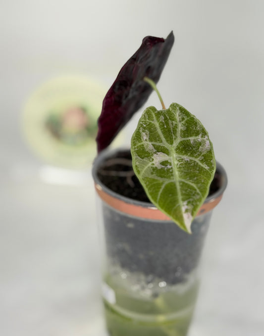 Alocasia Watsoniana Doff True Pink #2