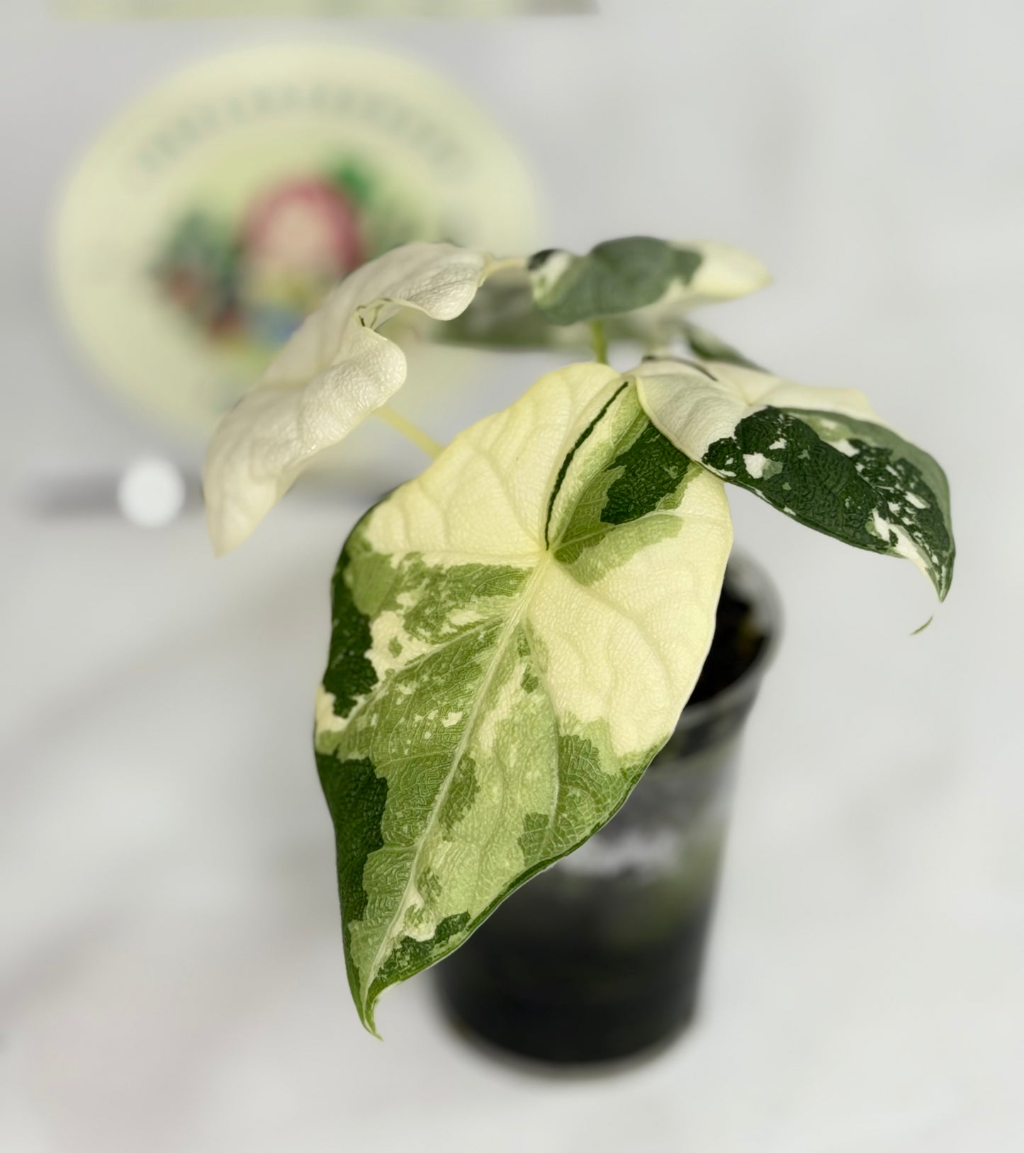 Alocasia Melo Albo #2