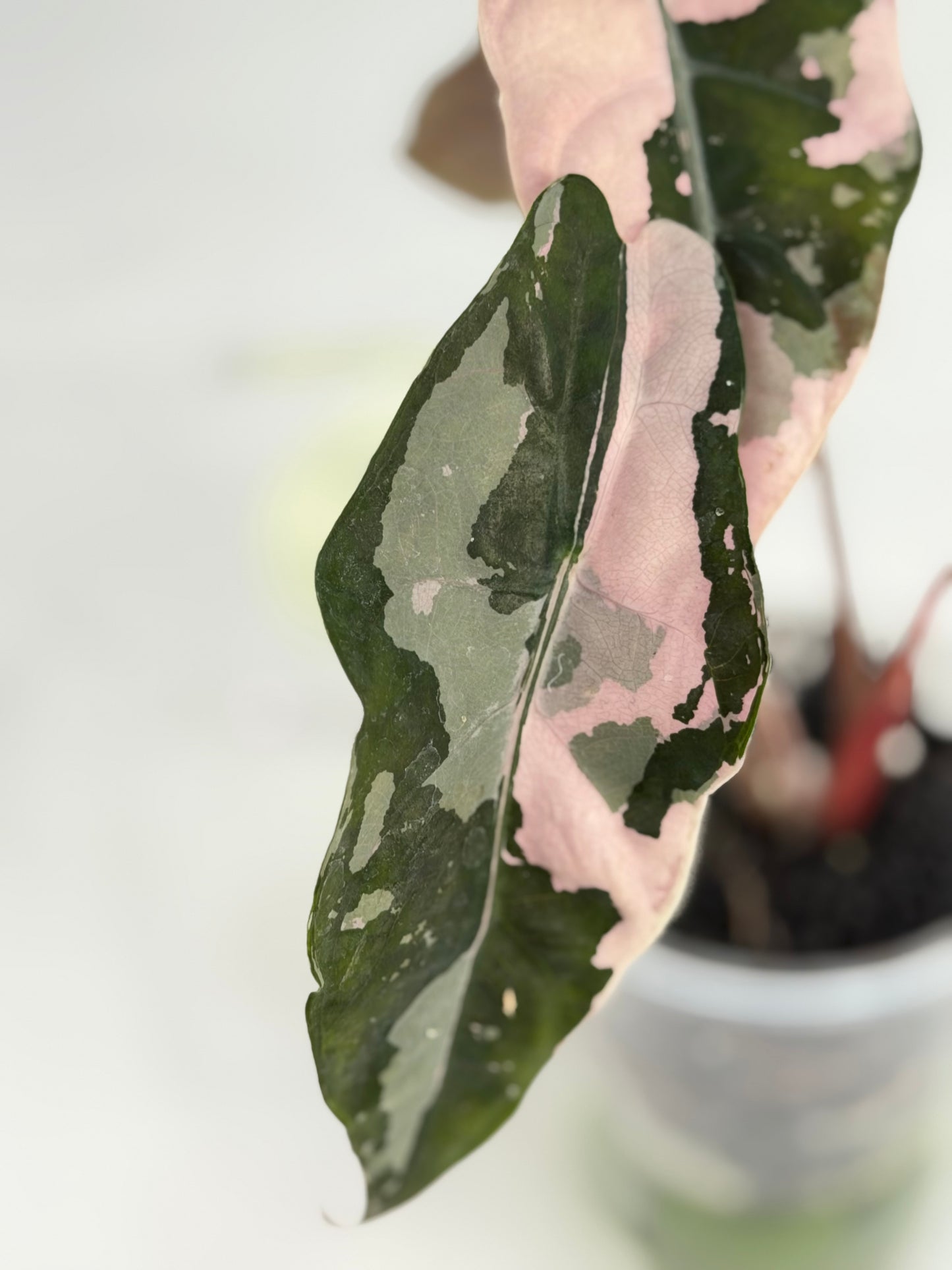Alocasia Chantrieri Pink