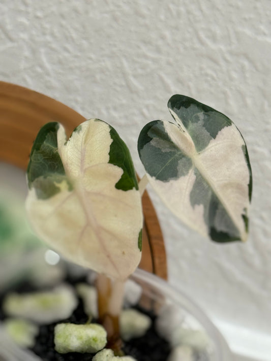 Alocasia Balloon Heart