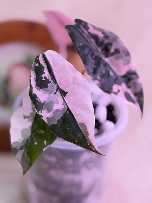 Alocasia Chantrieri Pink