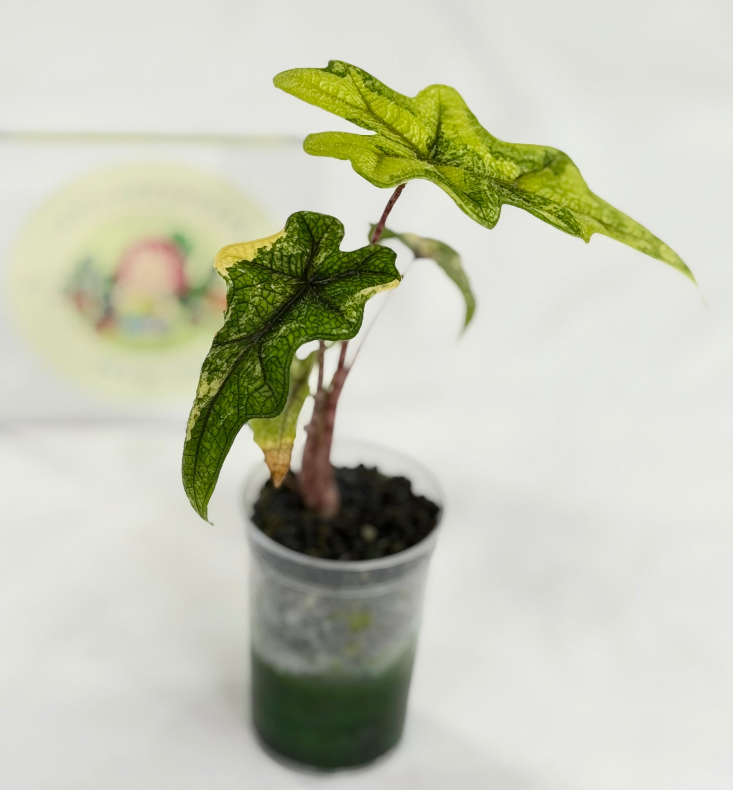 Alocasia Jacklyn Mystic #3