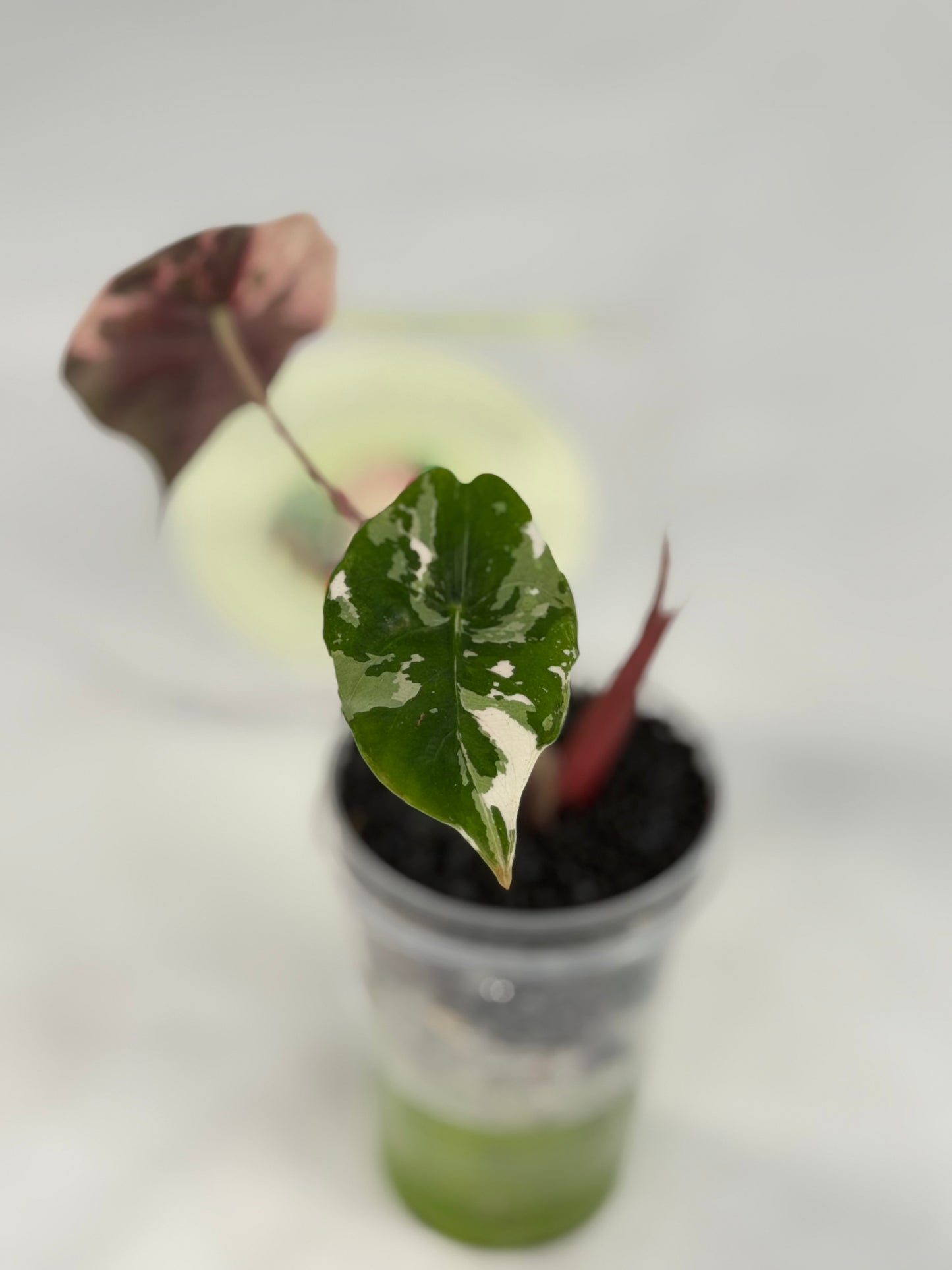 Alocasia Chantrieri #1