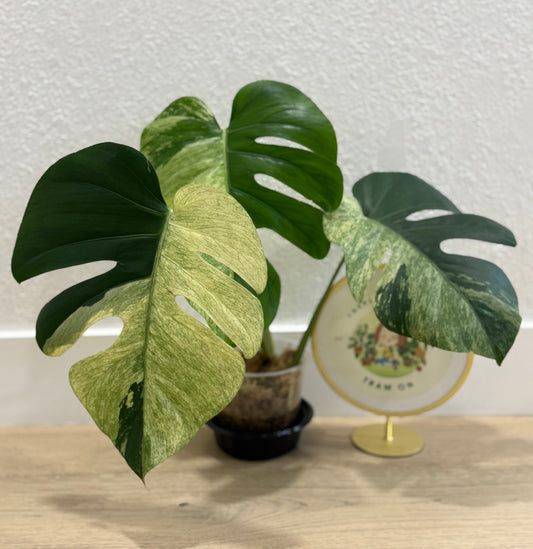 Monstera Mint