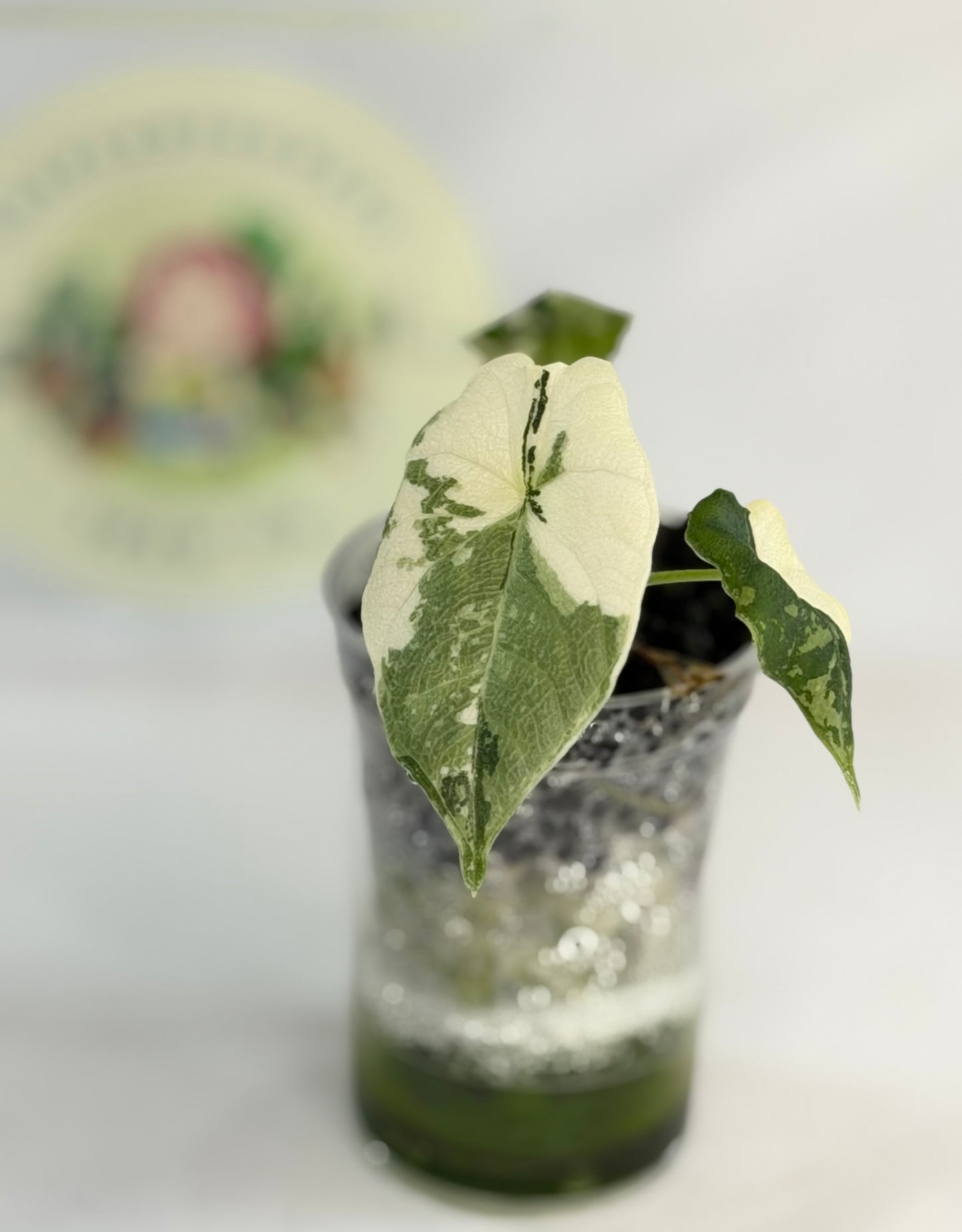 Alocasia Melo Albo #4