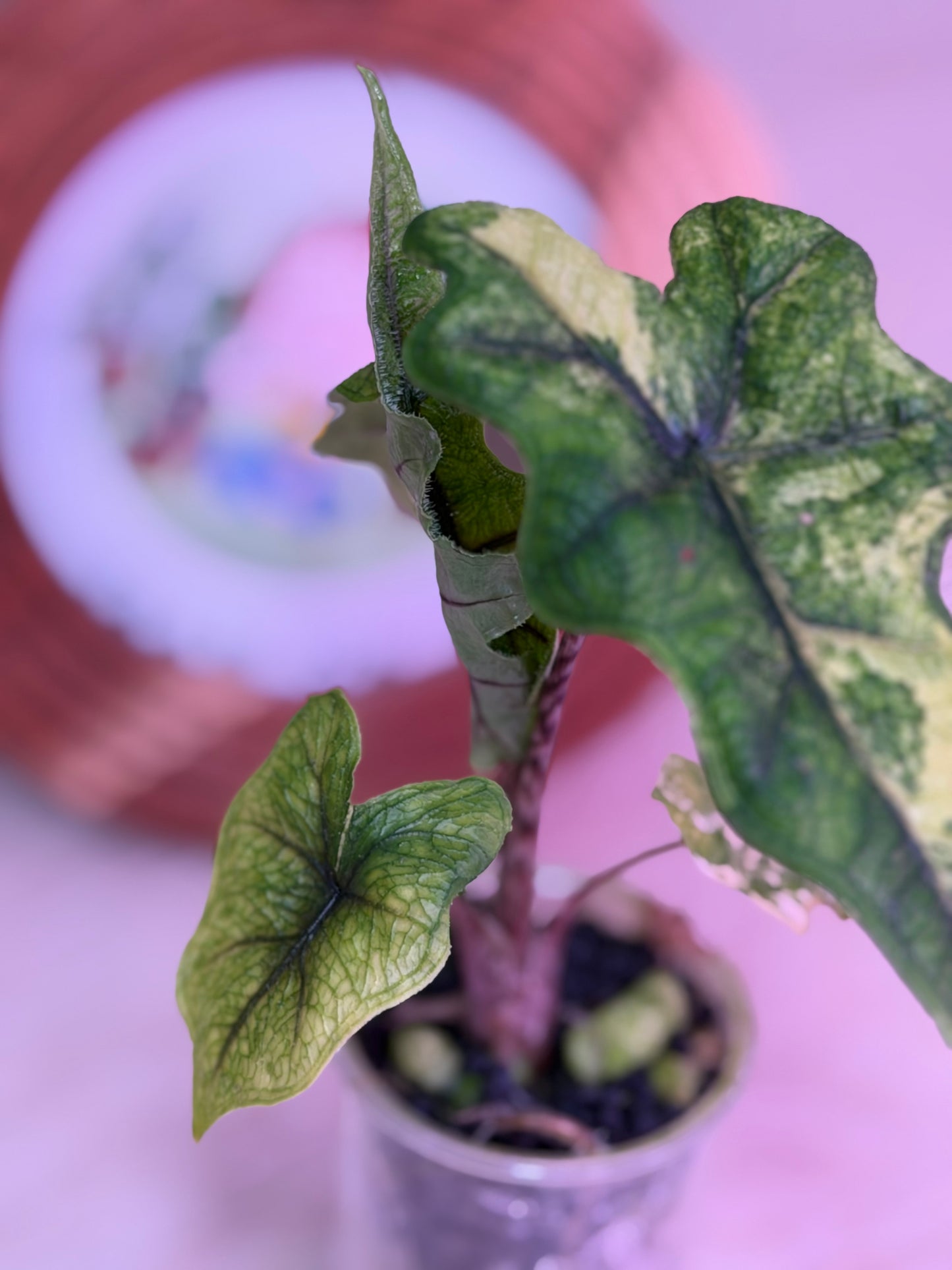 Alocasia Jacklyn Mystic N3