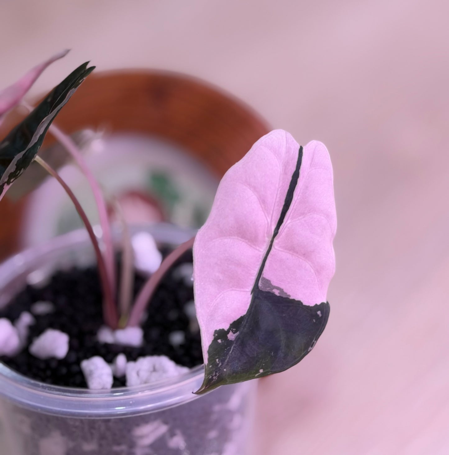 Alocasia Chantrieri Pink