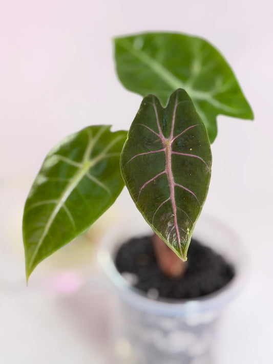 Alocasia Black Satun Pink Vein