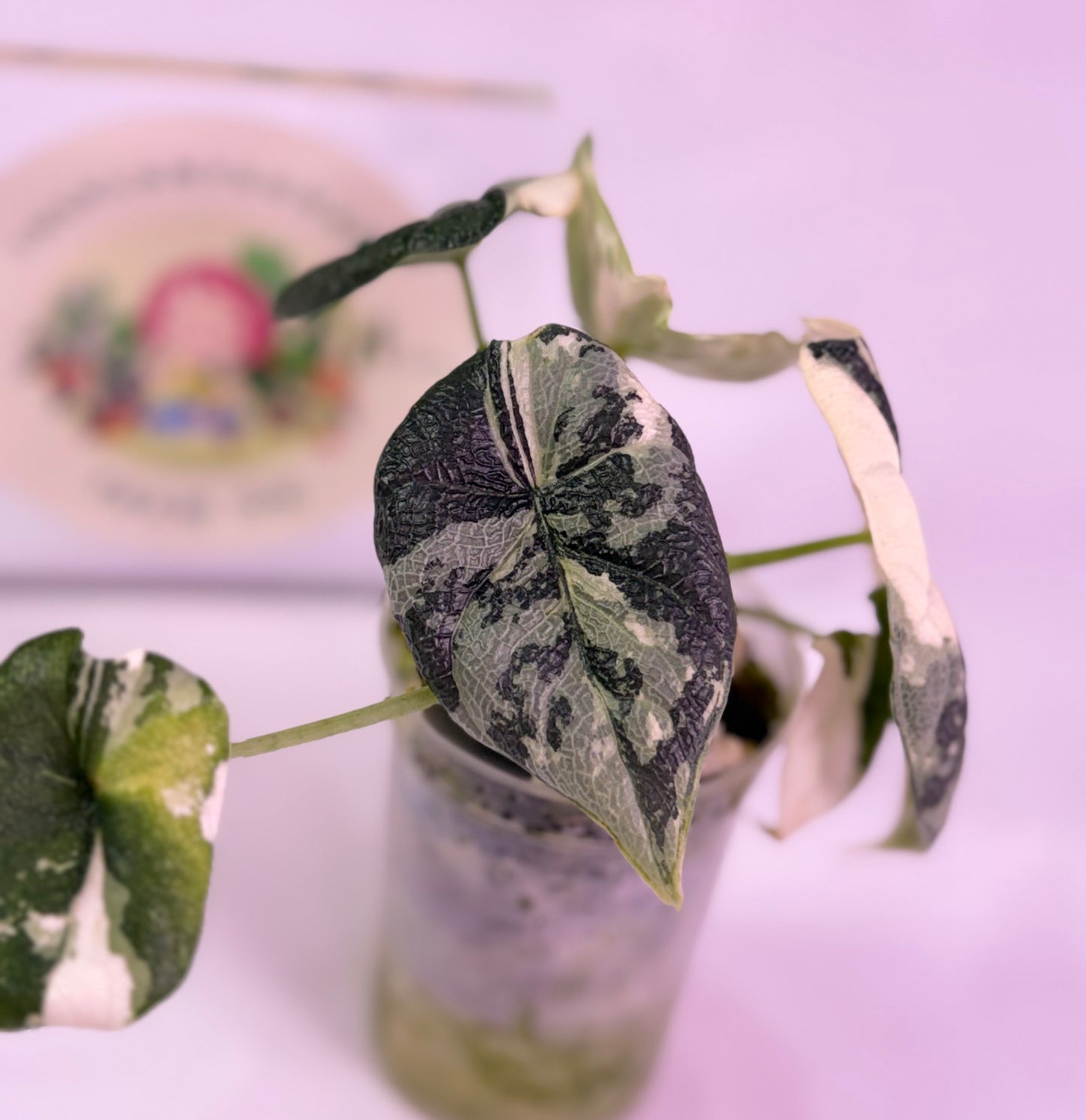 Alocasia Melo Albo C1