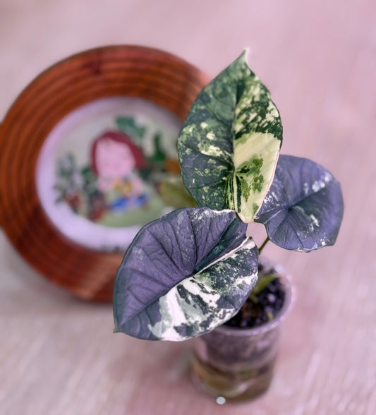 Alocasia Platinum Albo Number 5