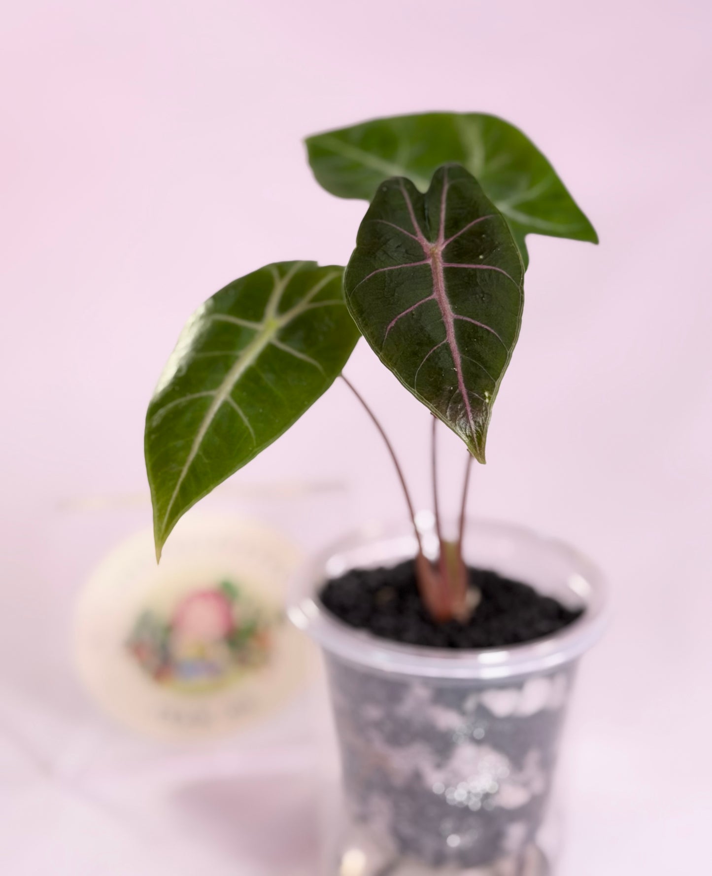 Alocasia Black Satun Pink Vein
