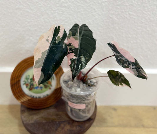 Alocasia Variegated Chantrieri