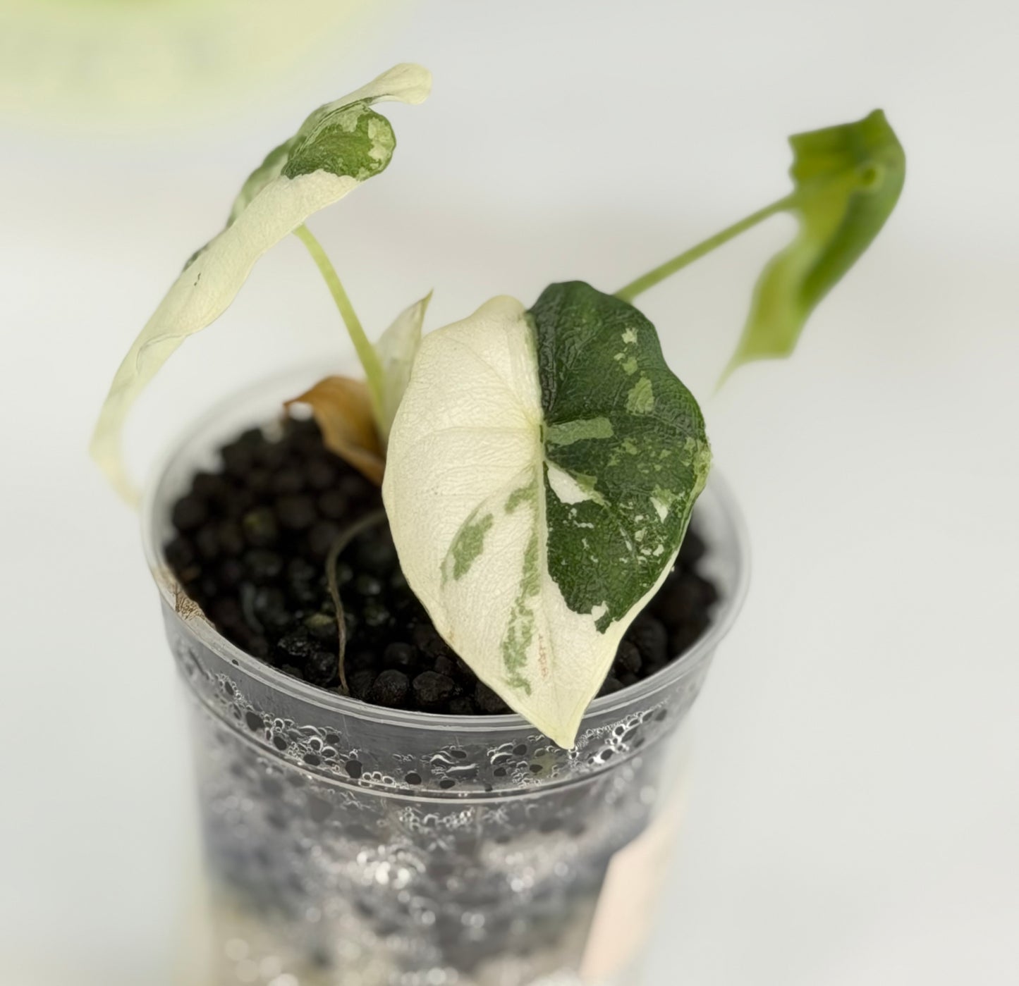 Alocasia Melo Albo #6