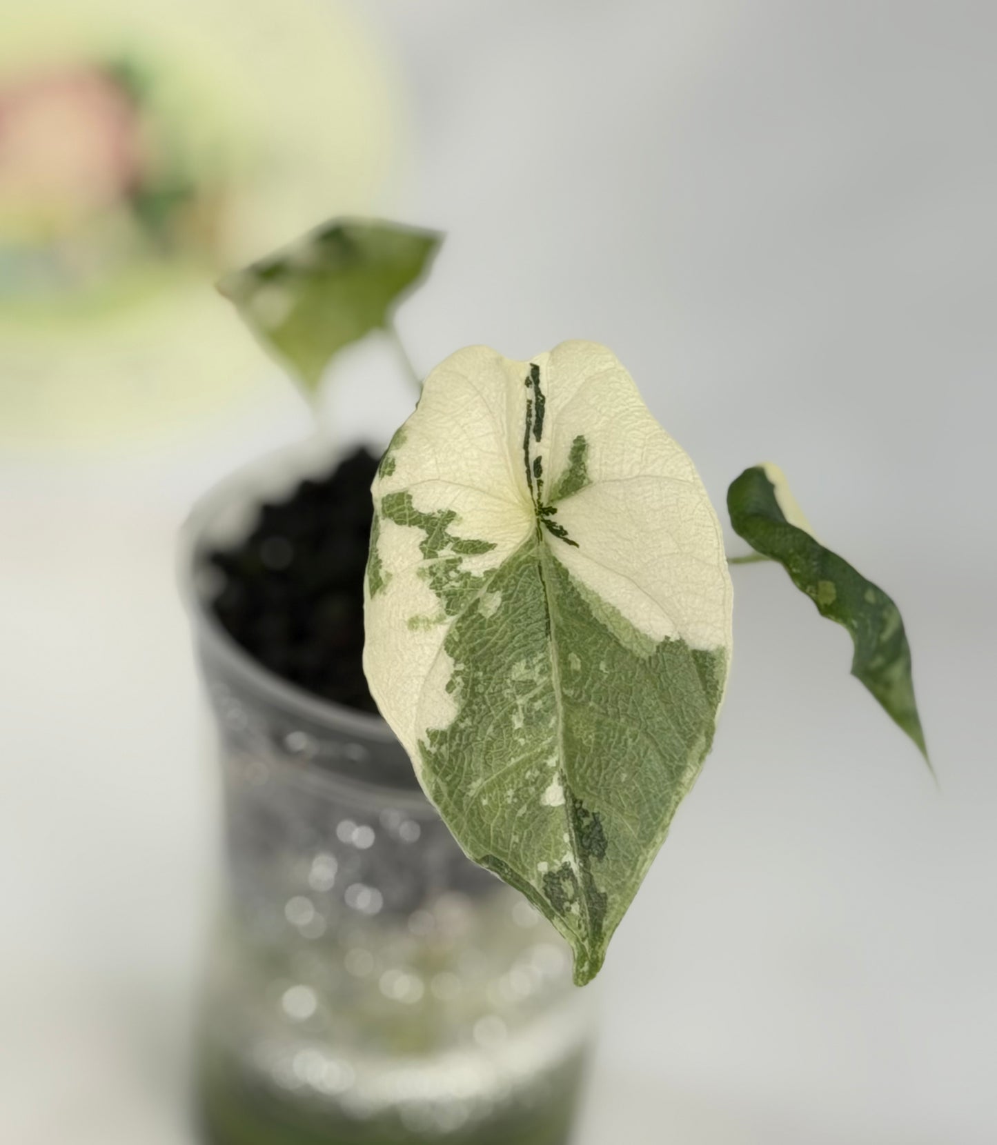 Alocasia Melo Albo #4