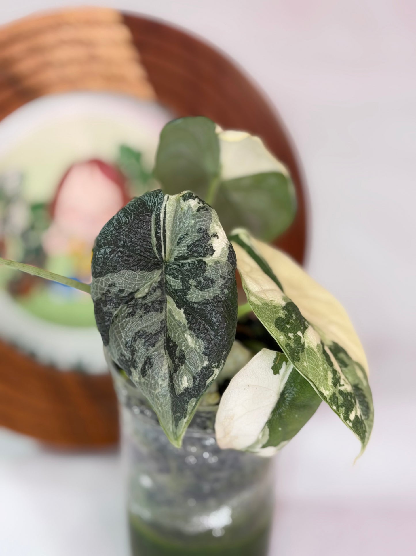 Alocasia Melo Albo C1