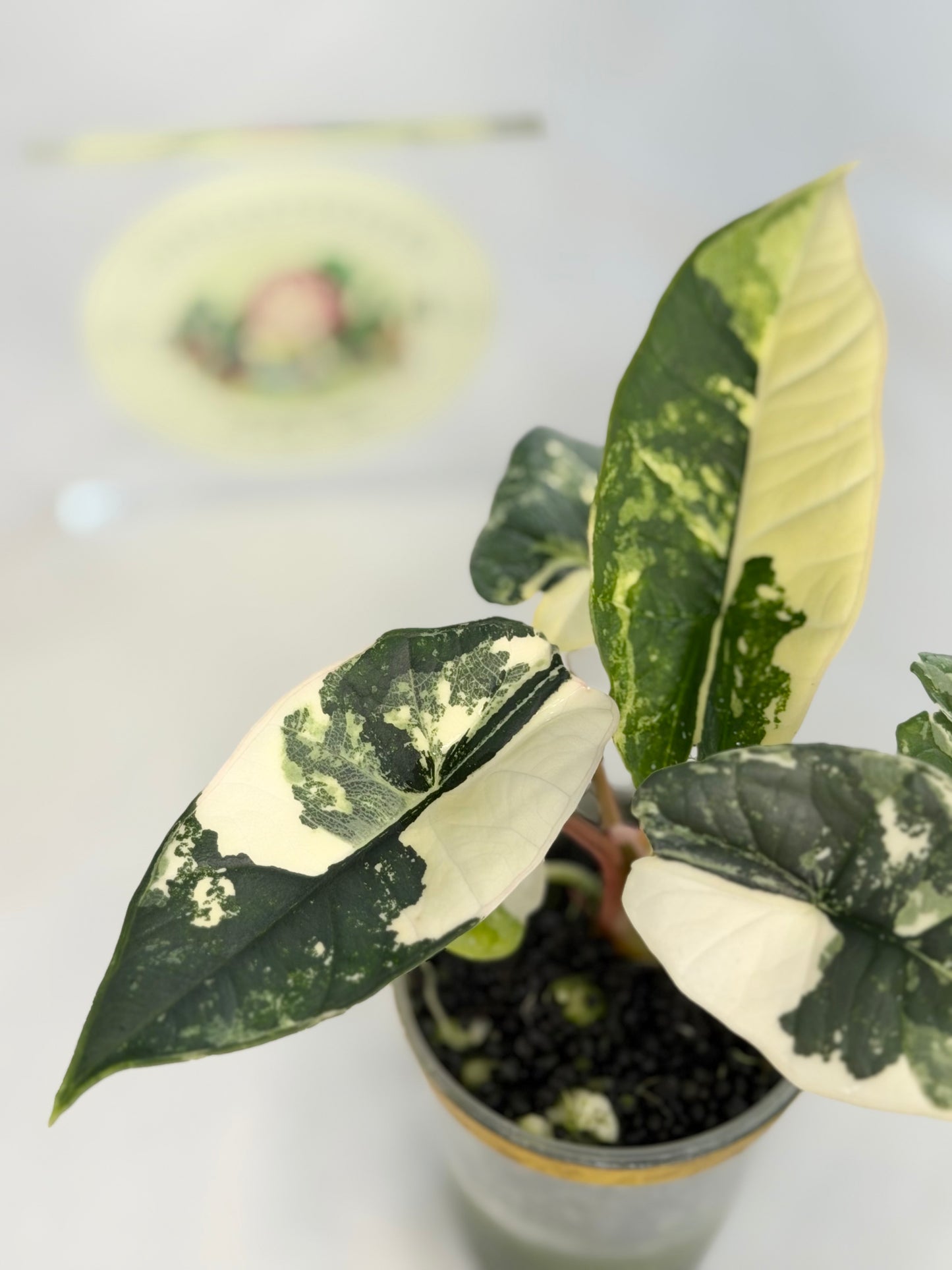 Alocasia Platinum Albo #6
