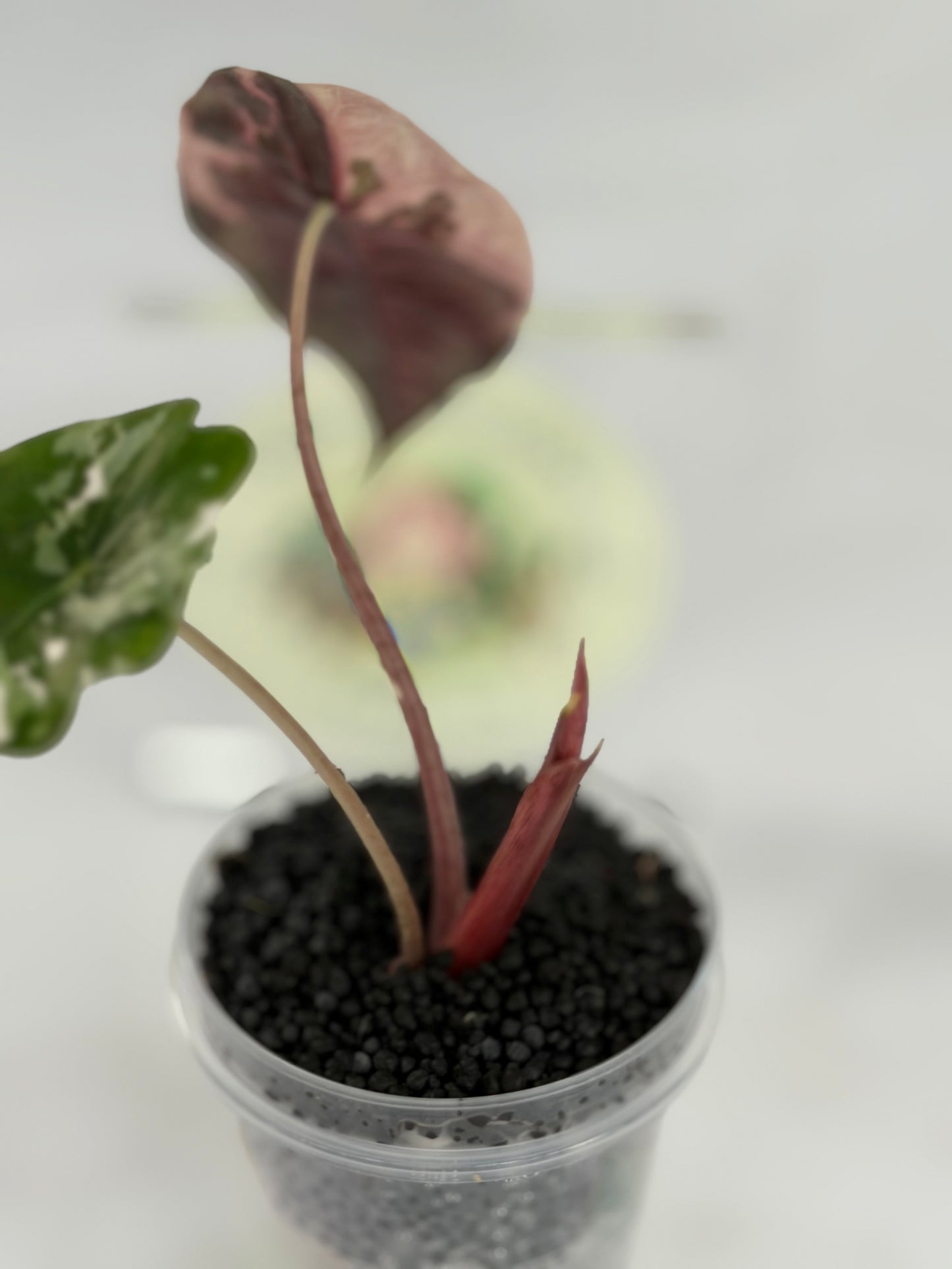 Alocasia Chantrieri #1