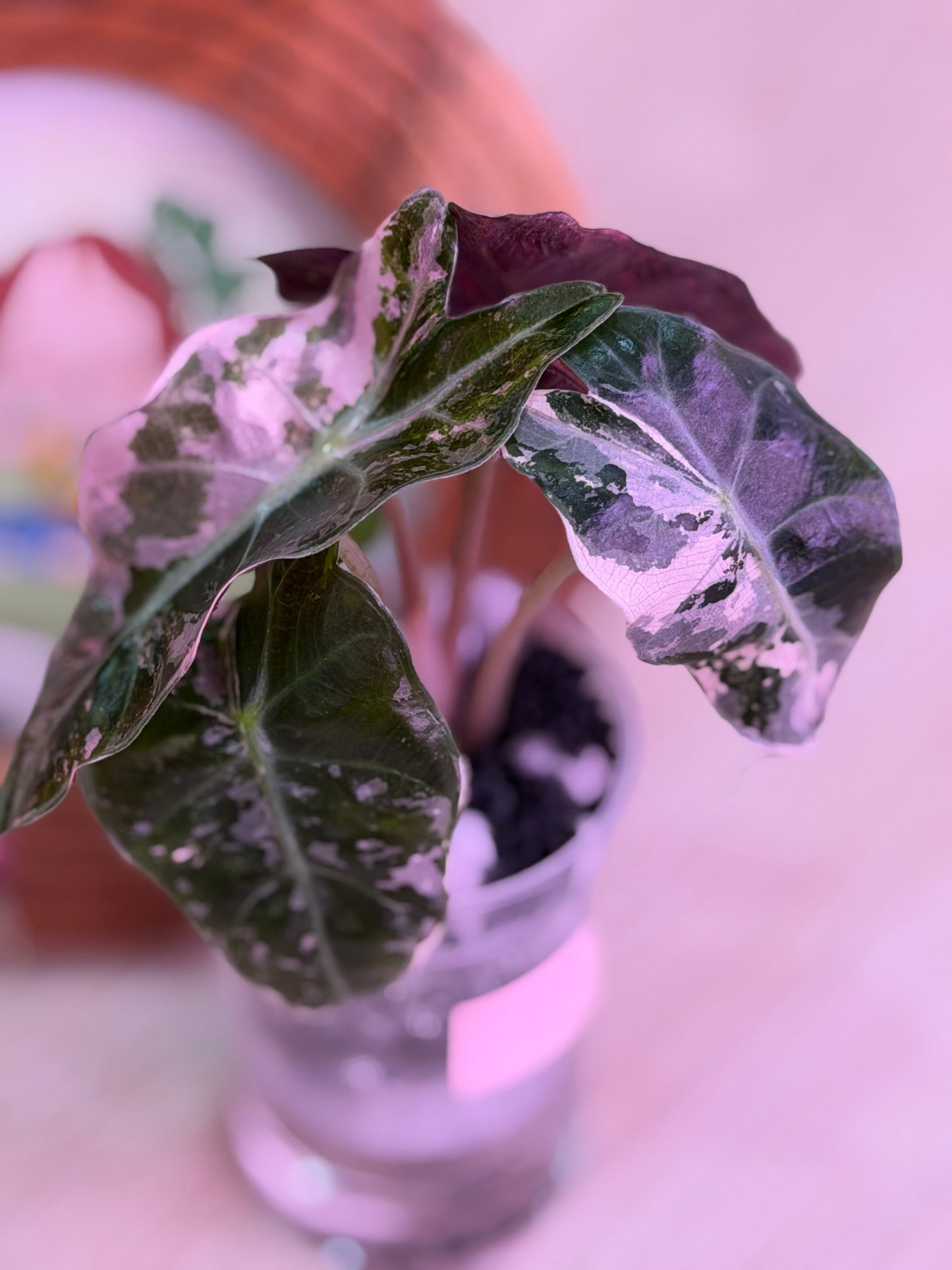 Alocasia Snow Polly (Pink Polly) Number 3