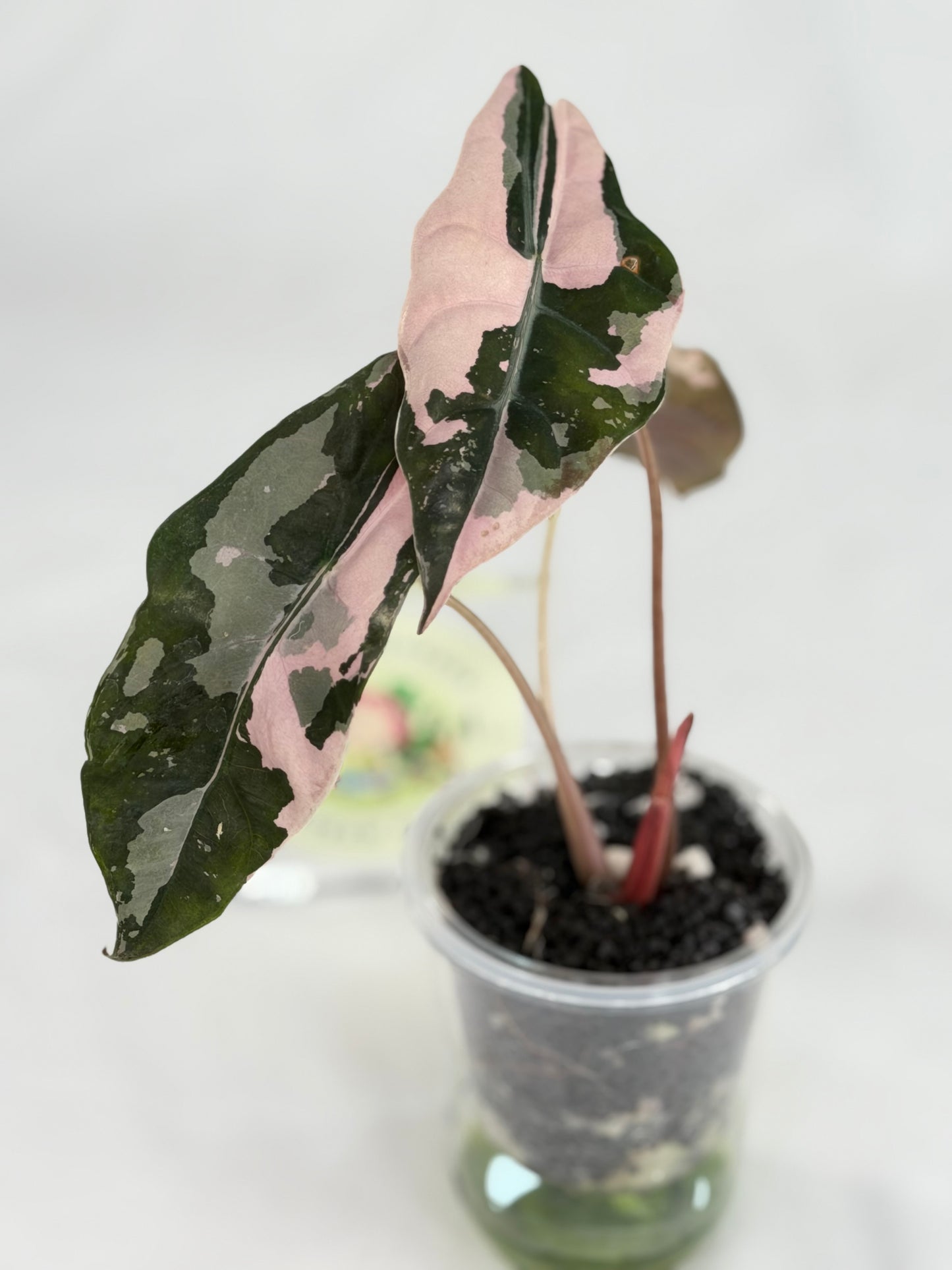 Alocasia Chantrieri Pink