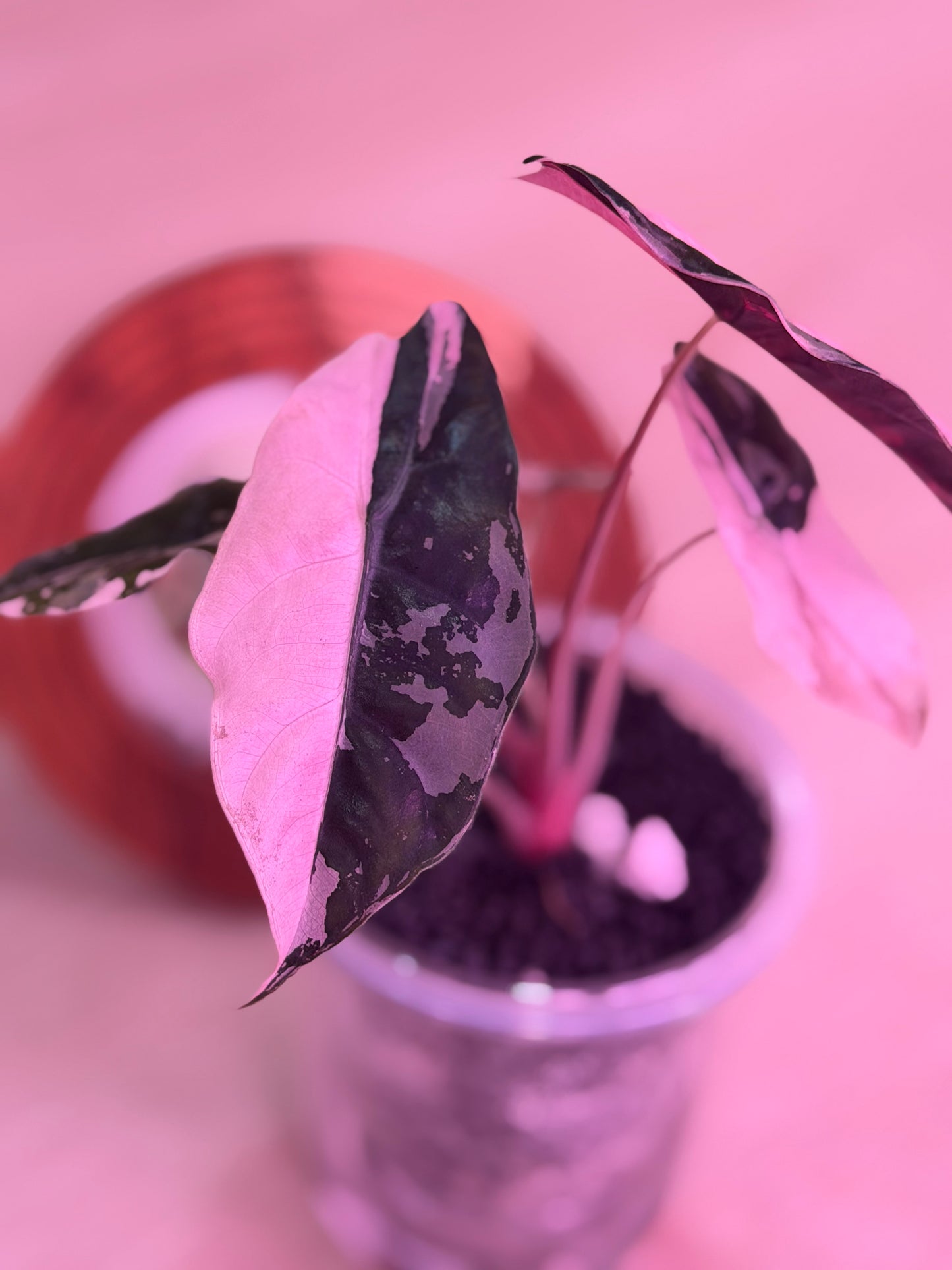 Alocasia Chantrieri Pink