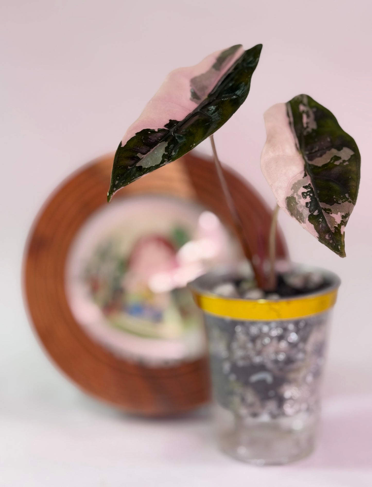 Alocasia Chantrieri Pink C1