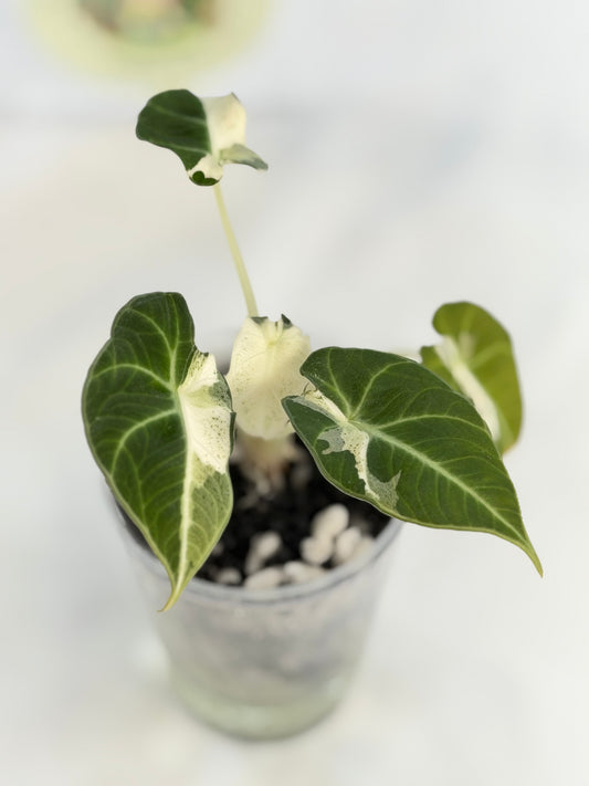 Alocasia  Dalmatian/Snowflake