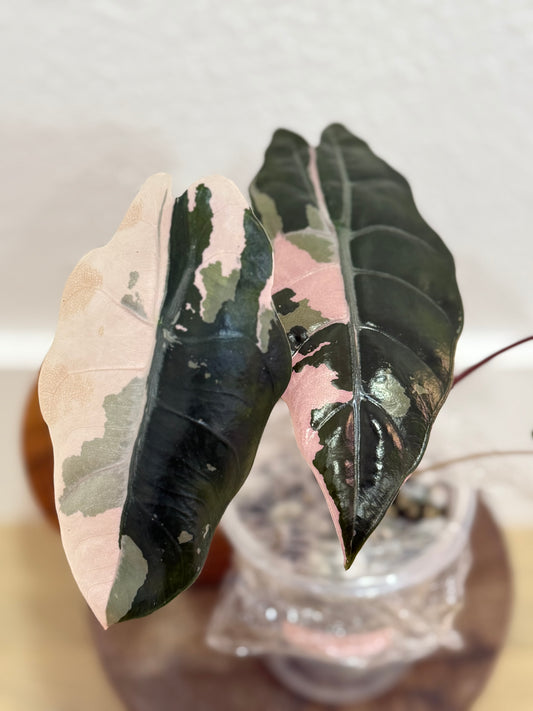 Alocasia Variegated Chantrieri