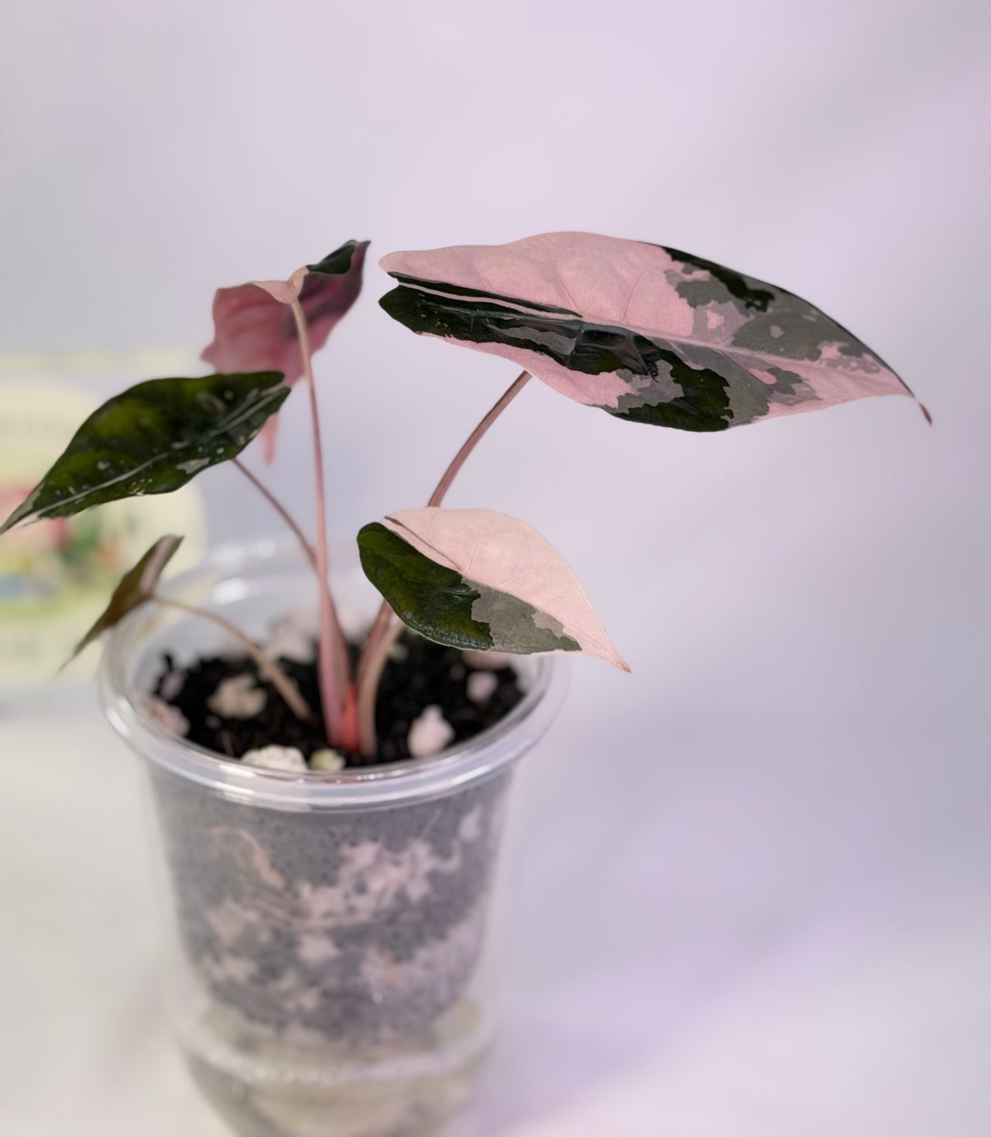 Alocasia Chantrieri Pink