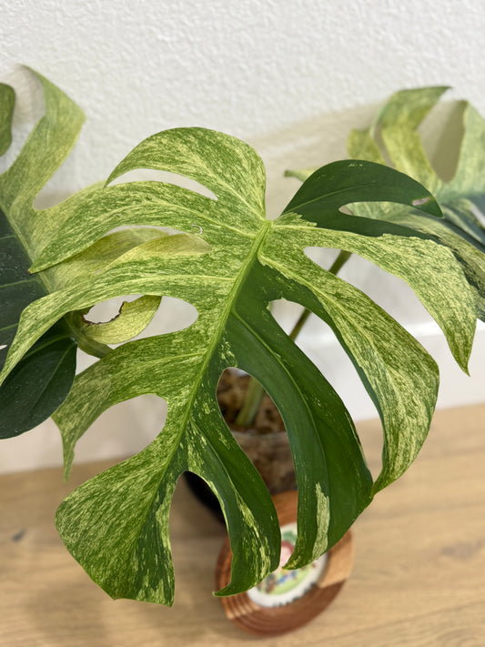 Monstera Mint