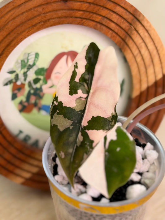 Alocasia Chantrieri Pink N1