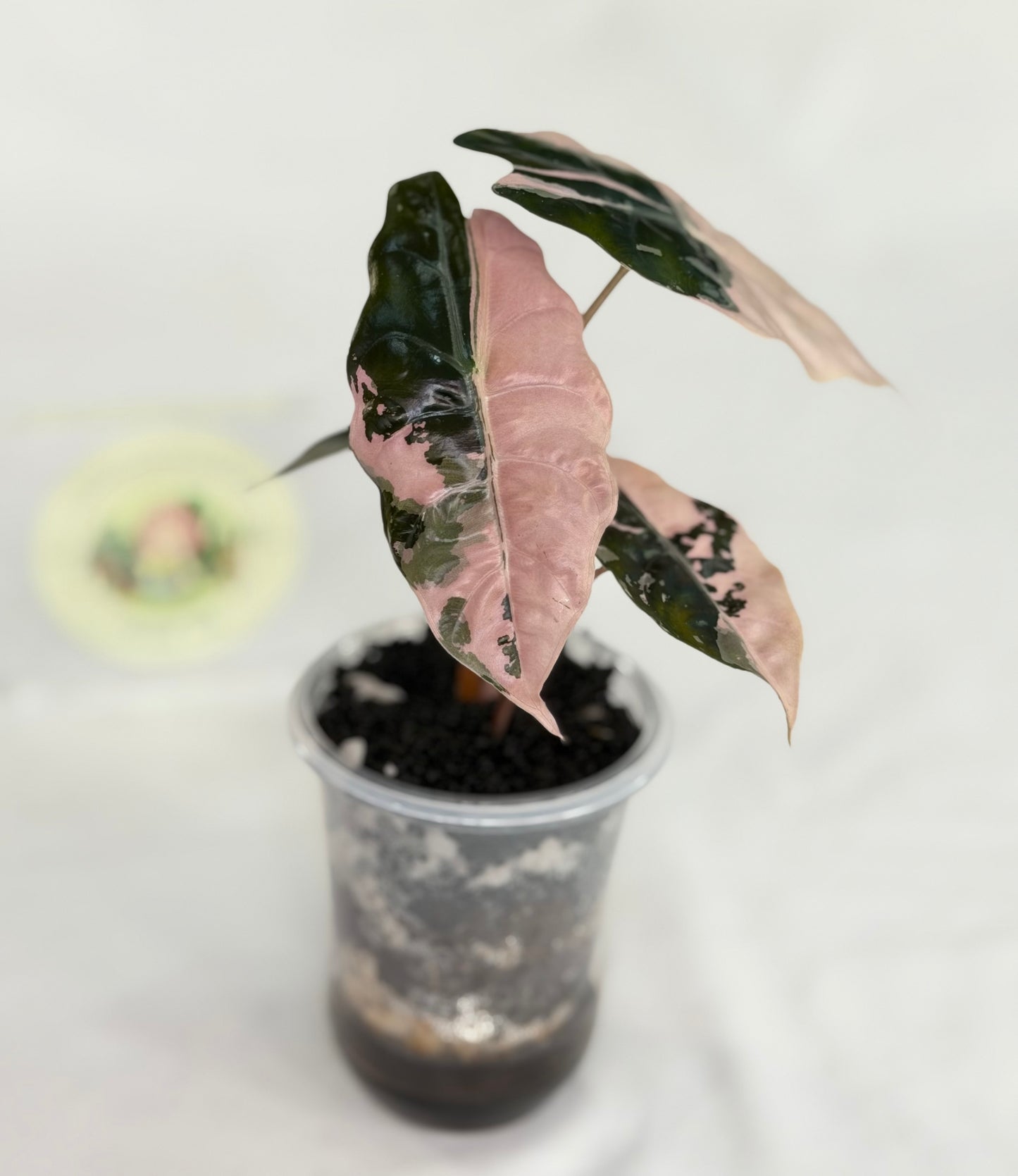 Alocasia Chantrieri Pink