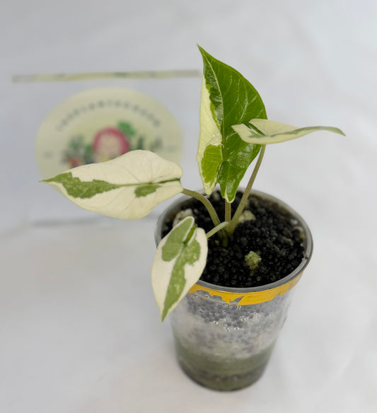 Alocasia Scalprum Lava #2