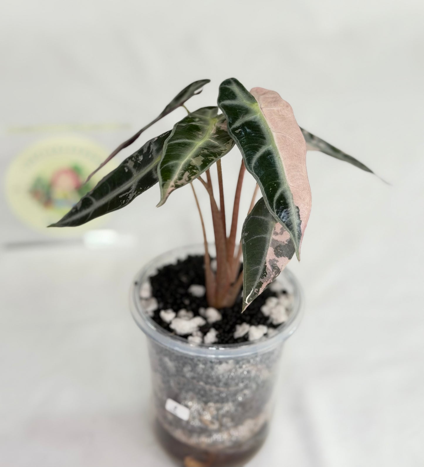 Alocasia Bambino Pink #1