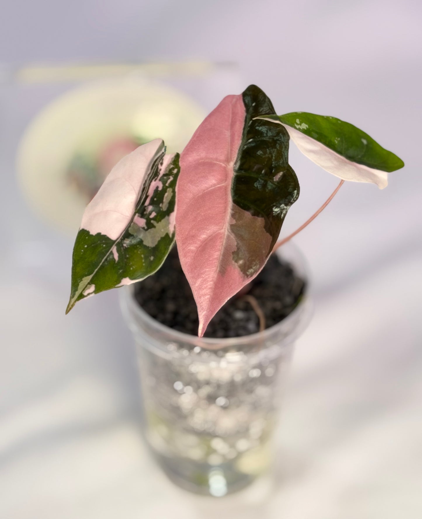 Alocasia Chantrieri Pink