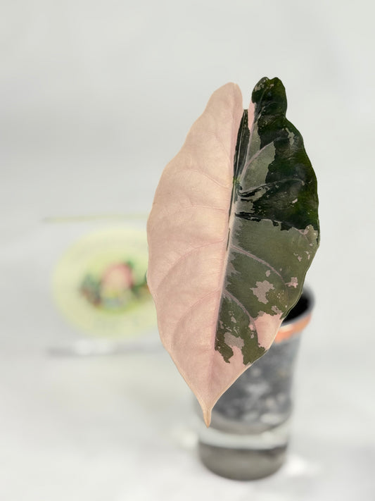 Alocasia Chantrieri Pink