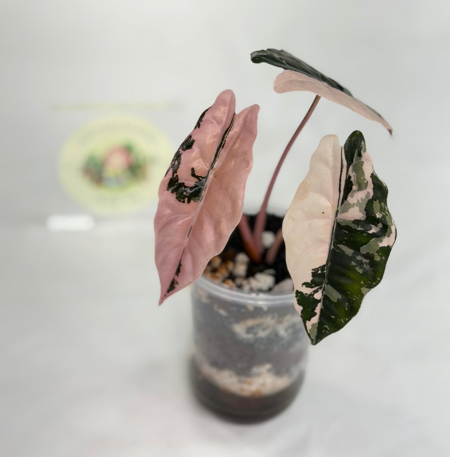 Alocasia Chantrieri Pink (Mother plant)