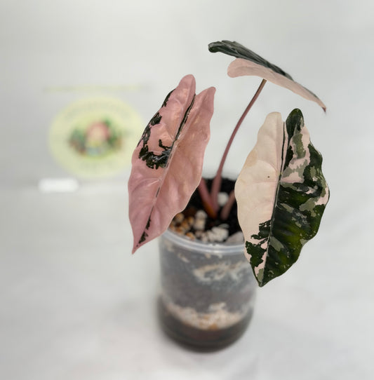 Alocasia Chantrieri Pink (Mother plant)