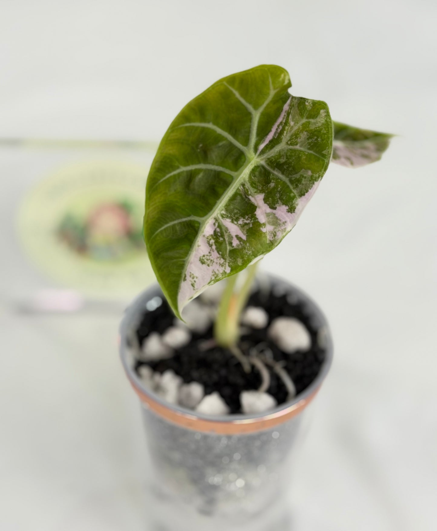 Alocasia Watsoniana True Pink #1