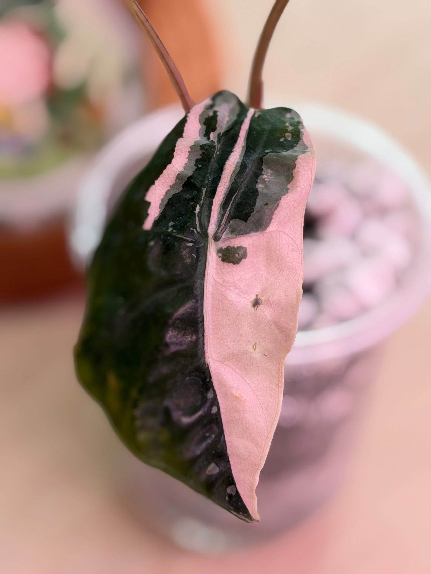 Alocasia Chantrieri Pink