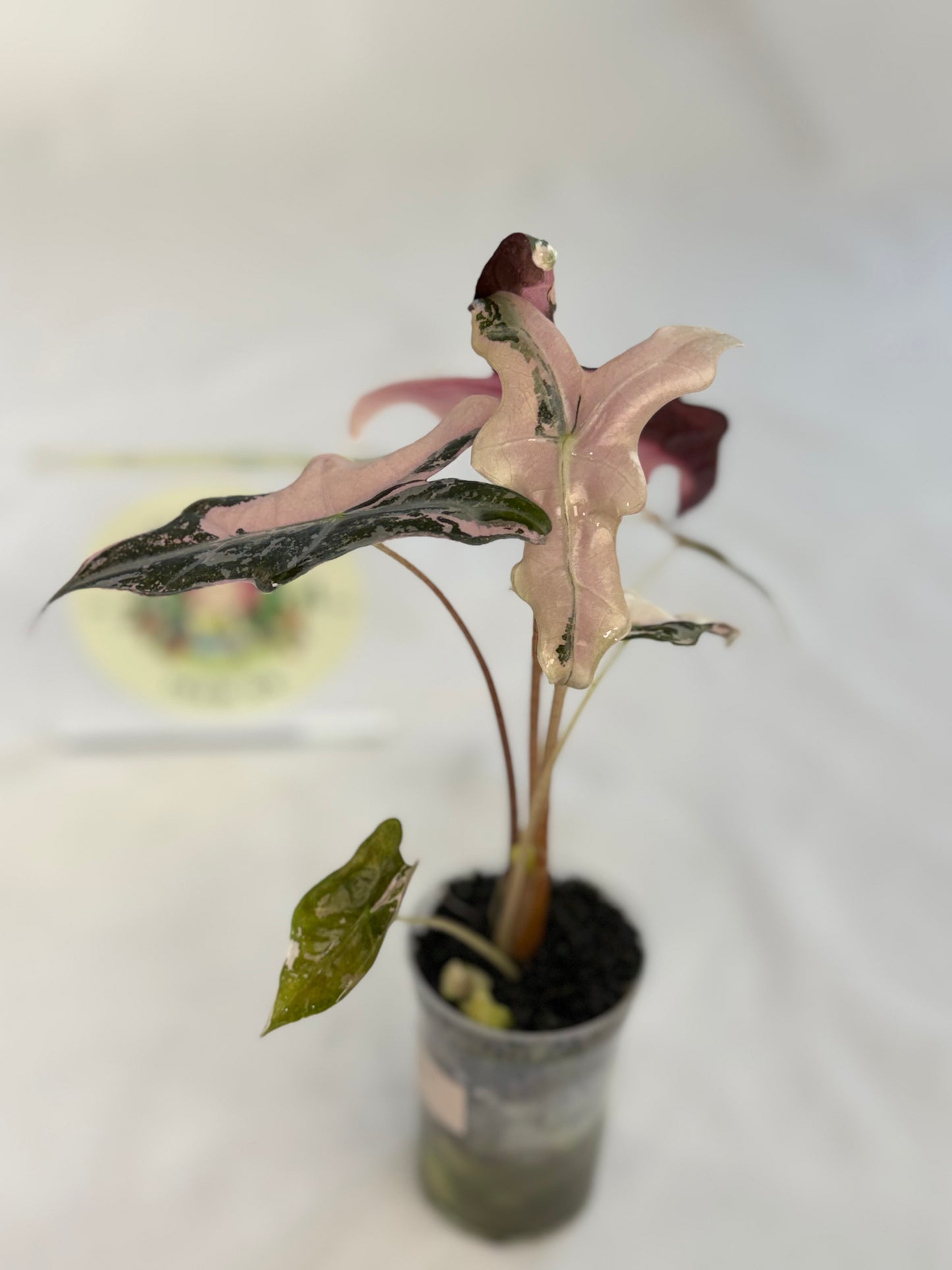 Alocasia Nobilis Pink Variegated #2