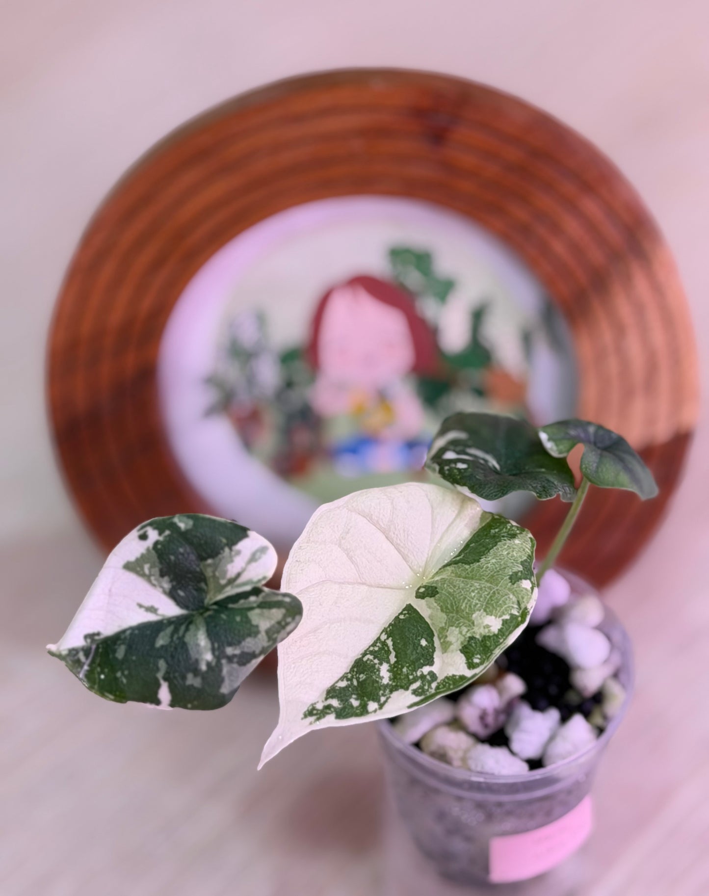 Alocasia Melo Albo C4