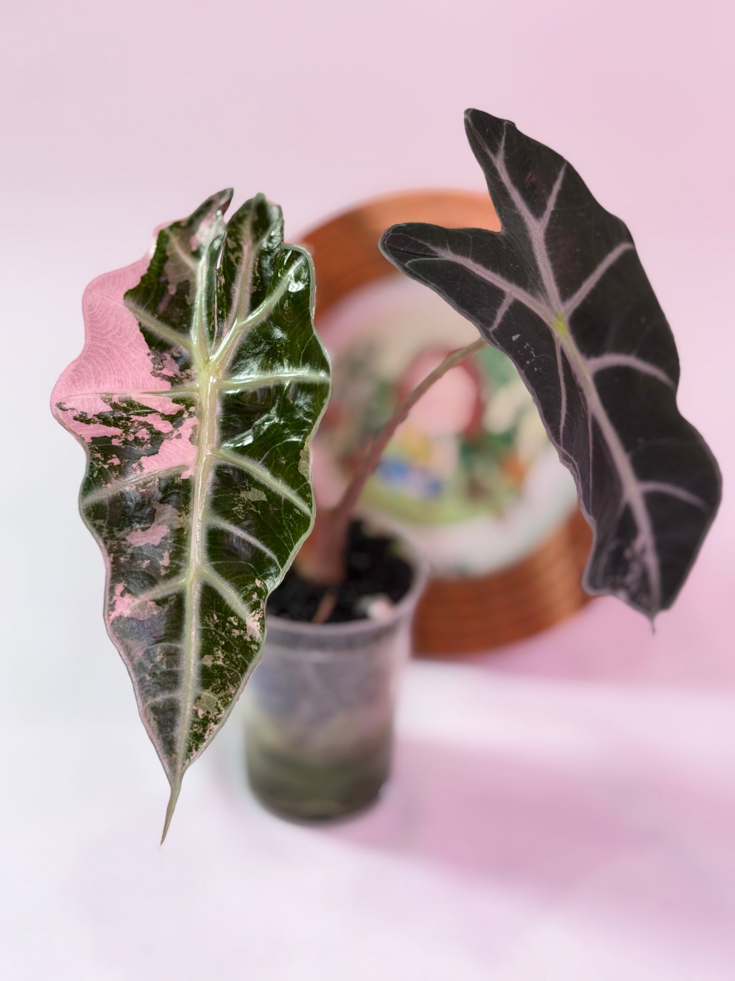 Alocasia Snow Polly
