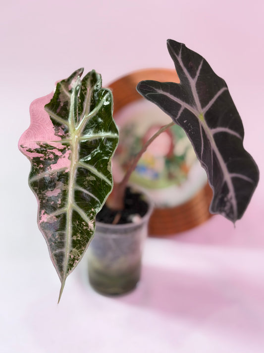 Alocasia Snow Polly