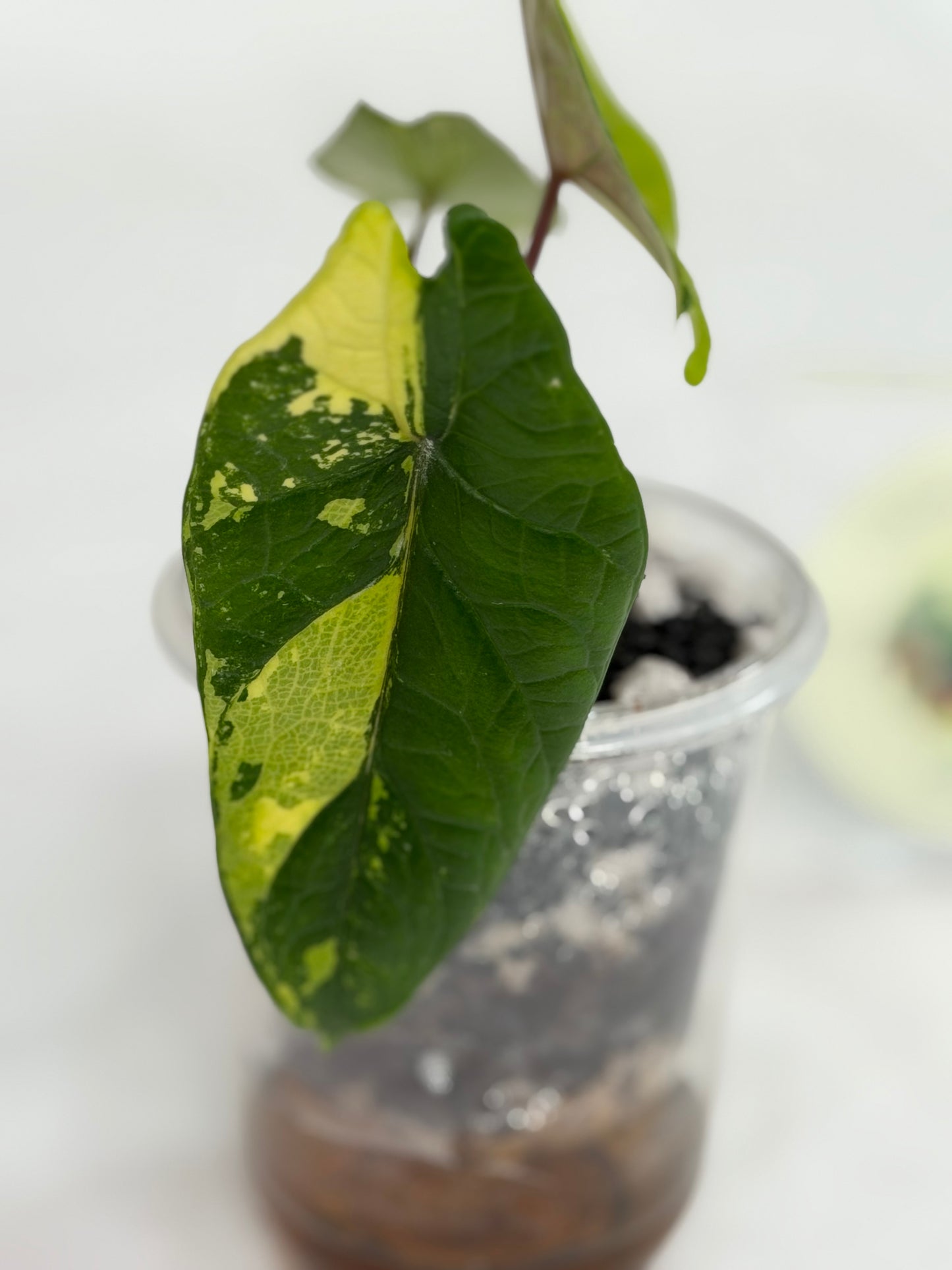 Alocasia Scalprum Aurea (Bright Color)