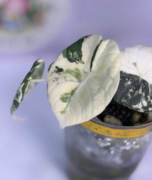 Alocasia Maharanii Albo