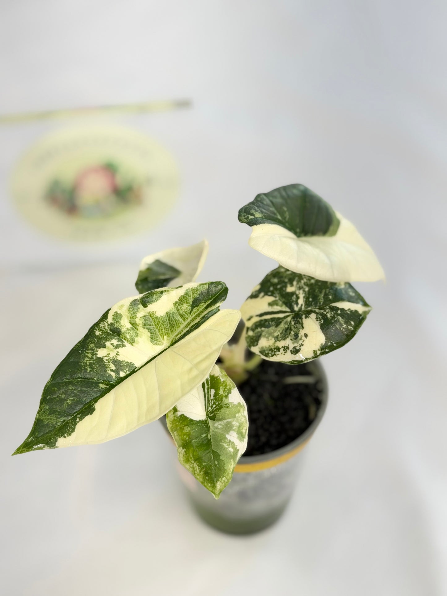 Alocasia Platinum Albo #1