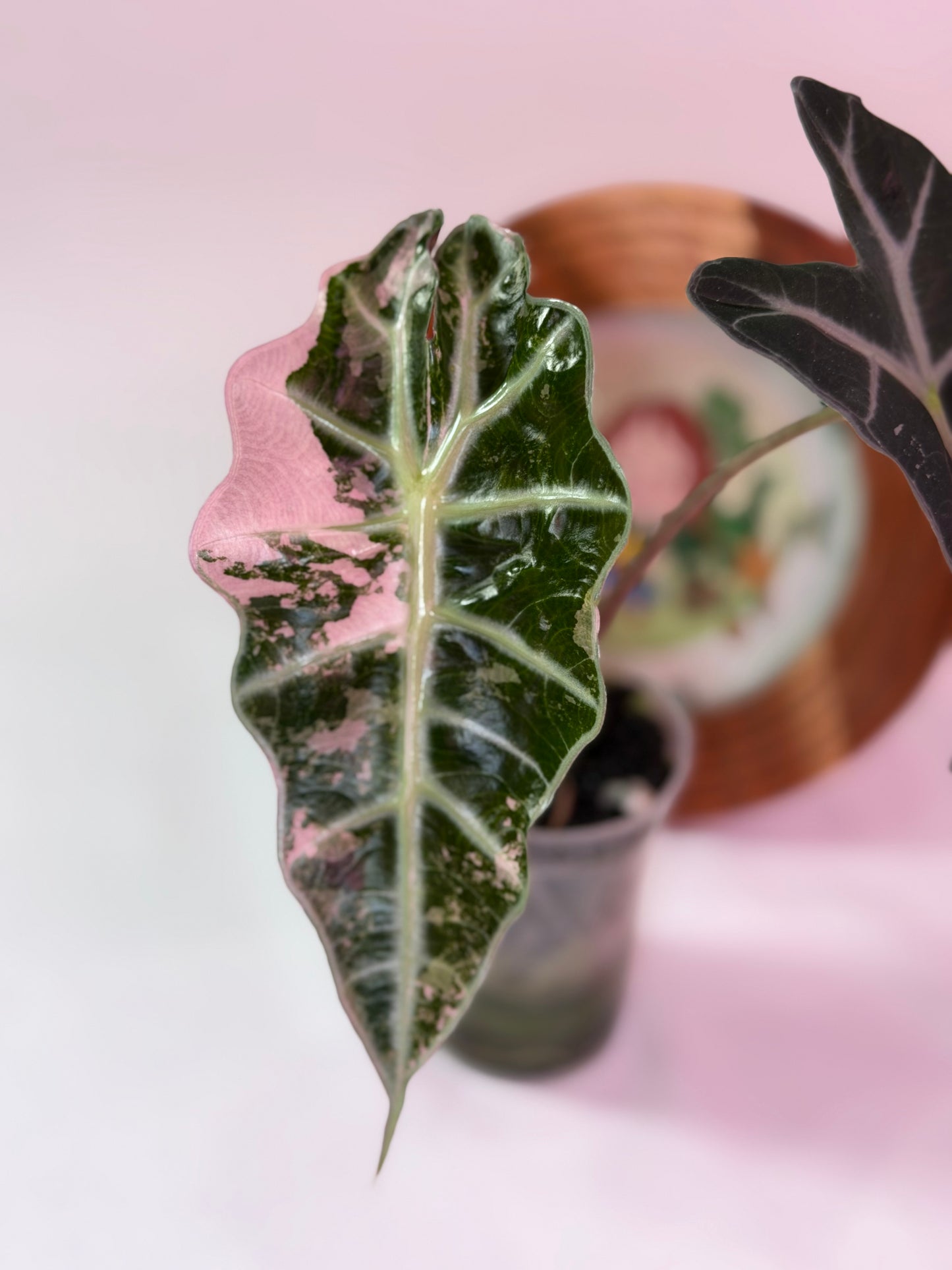 Alocasia Snow Polly