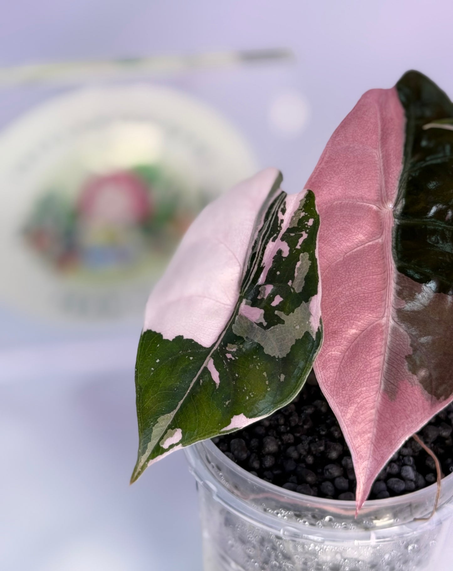 Alocasia Chantrieri Pink