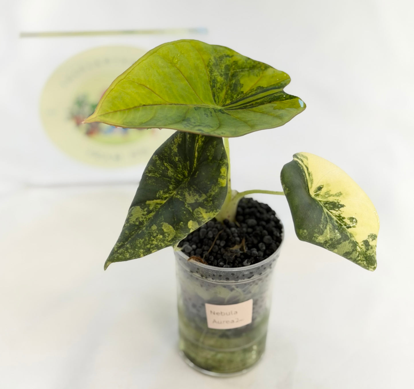 Alocasia Nebula Aurea #2