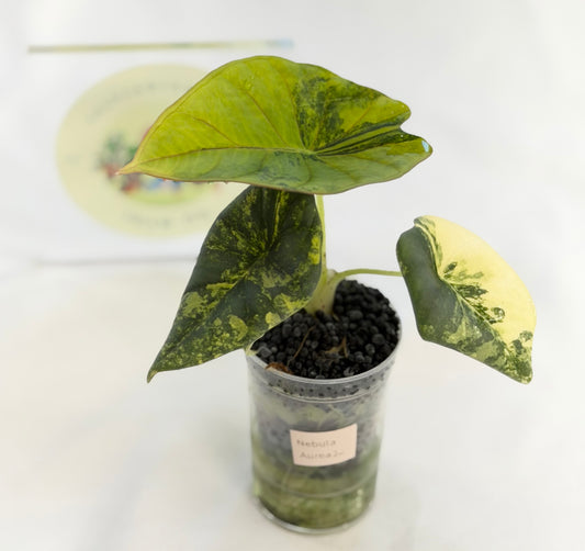 Alocasia Nebula Aurea #2